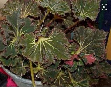 B. ‘Hocking Tutu Terror’